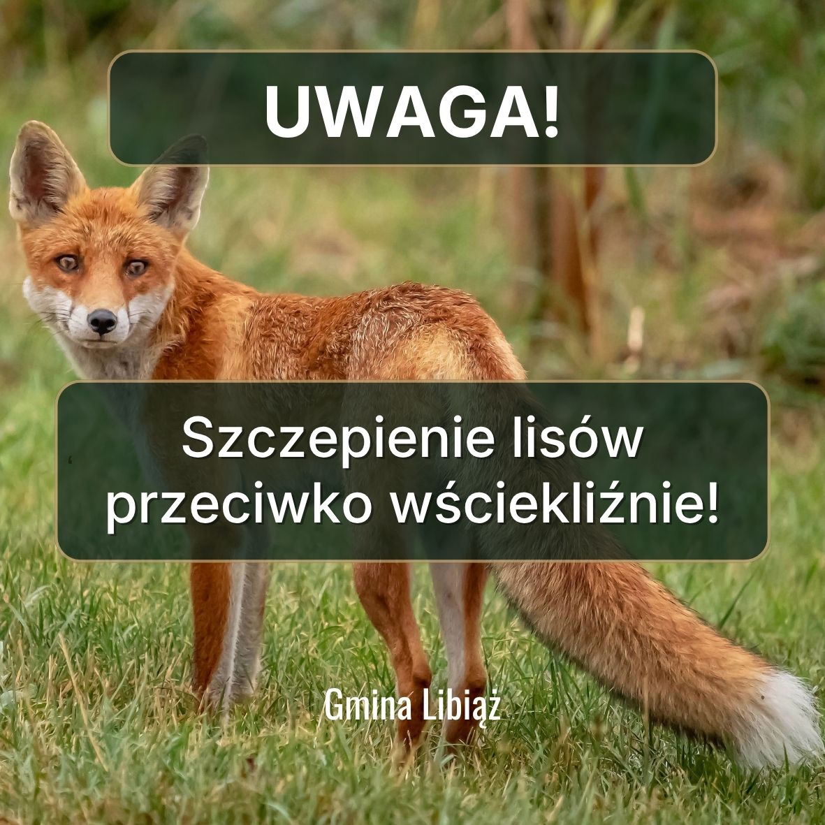Jesienna akcja szczepienia lisów. Małopolska pod ochroną przed wściekliźną