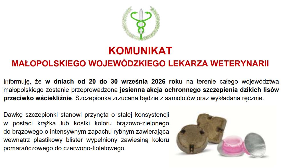 Jesienna akcja szczepienia lisów. Ważne zalecenia dla mieszkańców Małopolski