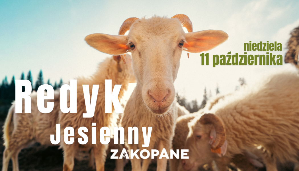 Redyk Jesienny 2026. Zakopane uczci tradycje pasterskie Podhala