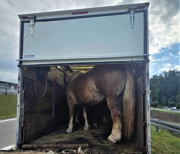 Trzy konie w samochodzie do przewozu 460 kg. Sąd skazał trzech mężczyzn