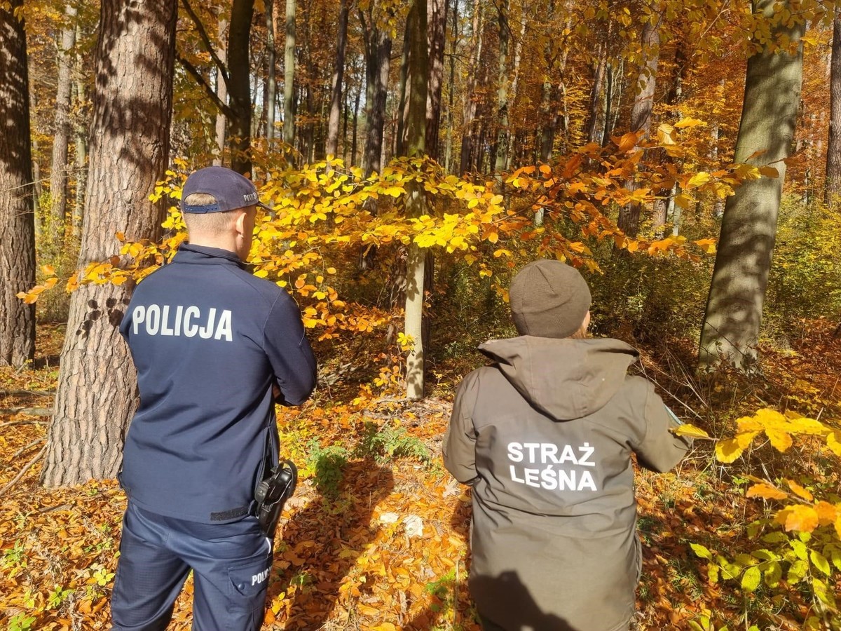 Policja i Straż Leśna w walce z nielegalnymi zbiorami stroików. Grozi mandat
